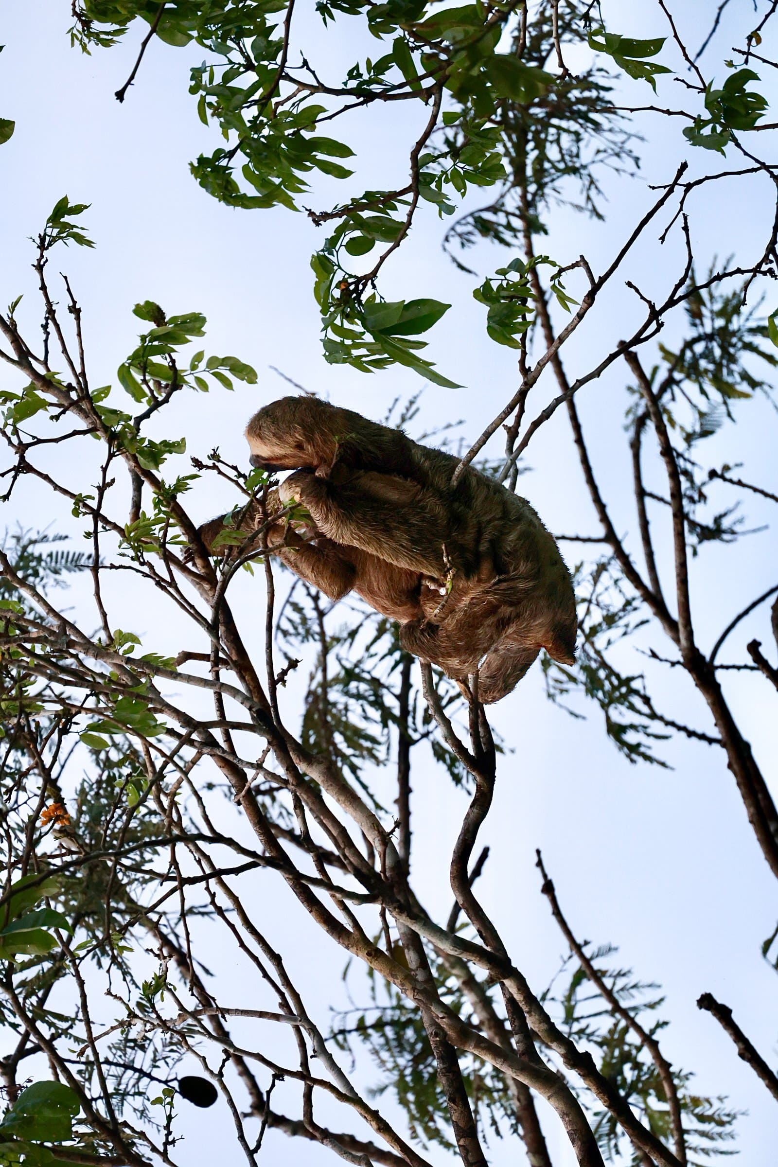 Slow life, lived entirely above the ground. Photo 7