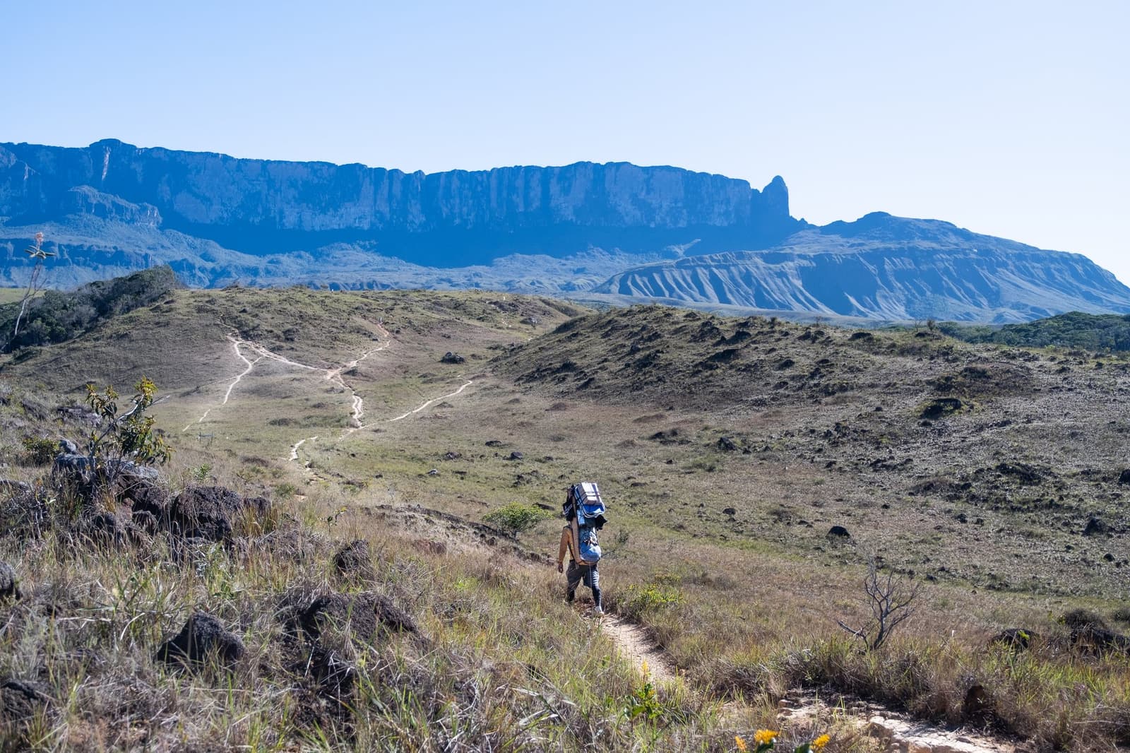 Still a long way to go, and every step earns its view. A backpacker walks a winding dirt trail across open savannah grassland on the Mount Roraima trek, with the towering flat-topped tepui escarpment rising dramatically under a clear blue sky in the distance