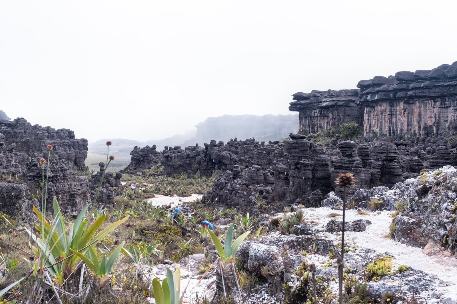 Up here, the rocks have been sculpting themselves for 1.8 billion years. Plants just showed up recently. Ancient eroded sandstone rock formations and endemic bromeliads stretching across the misty plateau on a Mount Roraima trek, with two trekkers in blue rain gear visible among the sculpted rocks