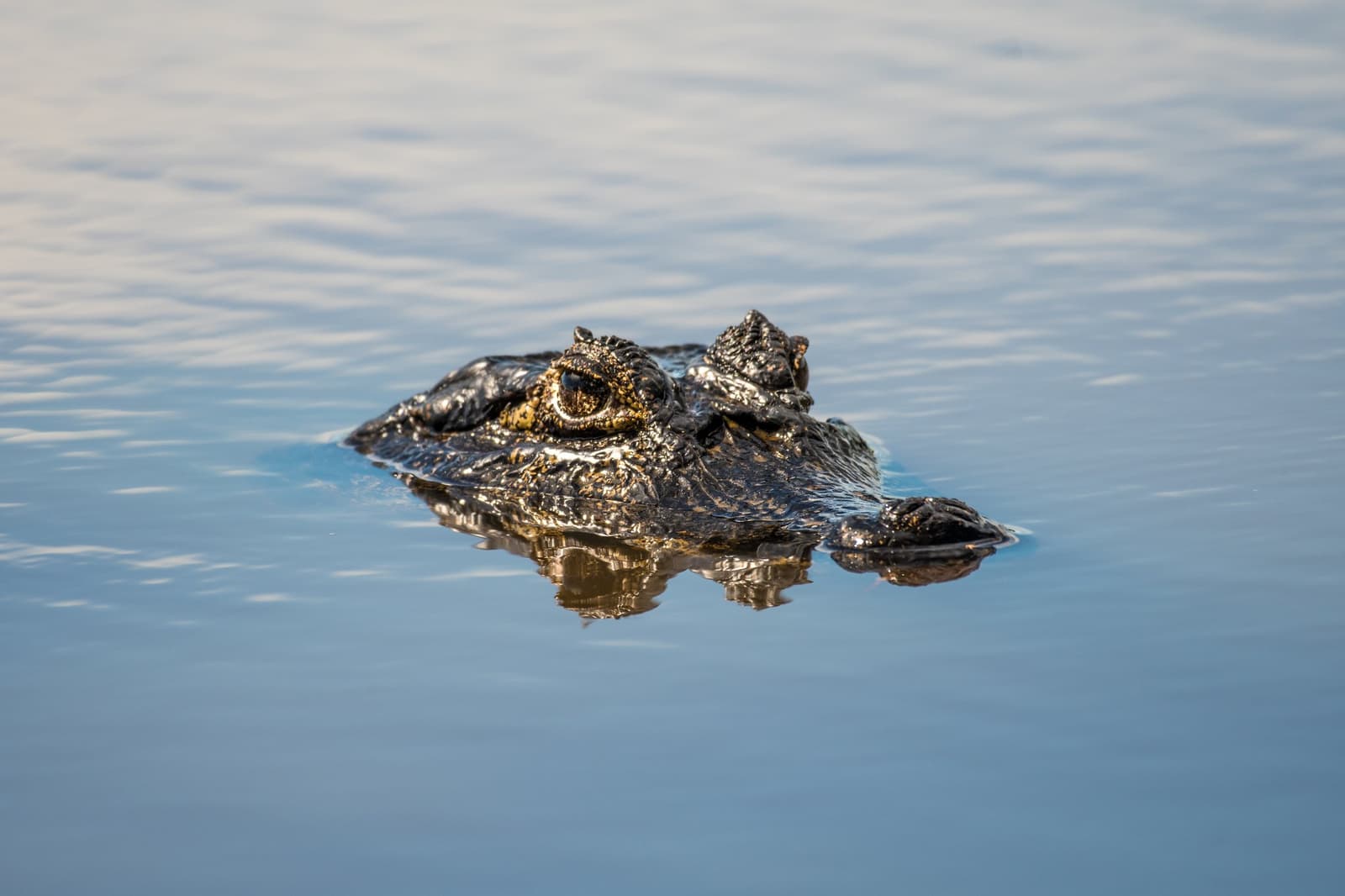 Patience perfected over 200 million years, right there in front of your boat. A caiman's dark, textured head barely breaking the surface of calm blue water on a Pantanal Bonito tour, its golden eye reflected below