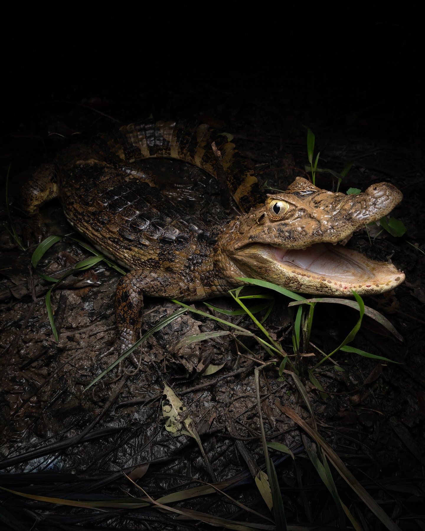 Small but not shy, this one has opinions about being photographed. A juvenile caiman photographed at close range during a Pantanal Bonito tour night safari, jaws open wide and golden eye reflecting the light against a dark muddy background