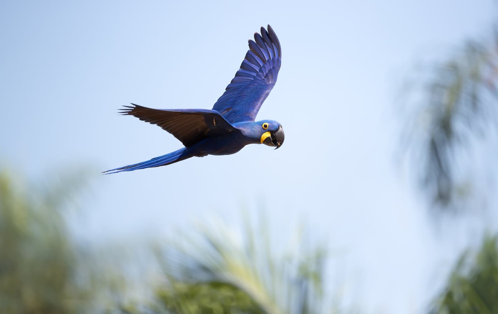 The Pantanal's most recognizable resident, mid-commute. A hyacinth macaw in full flight over palm fronds, its cobalt-blue plumage and yellow eye-ring vivid against a pale blue sky — a signature sighting on a Pantanal Bonito tour