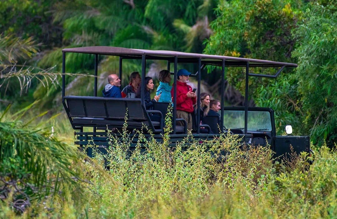 Everyone's spotted something, now nobody can agree on what it was. A group of ecotourists standing and seated on an open-sided safari vehicle during a Pantanal Bonito tour, surrounded by dense green vegetation