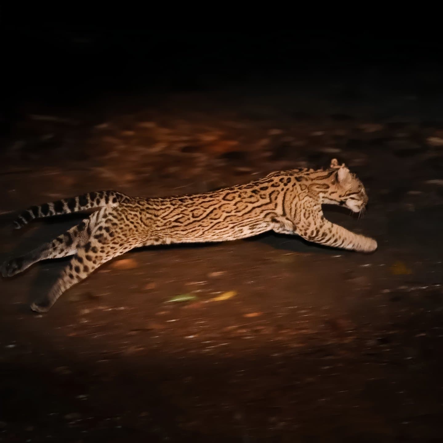 Full speed, no apologies, the ocelot owns the night. An ocelot caught mid-leap at night during a Pantanal Bonito tour, its rosette-patterned coat sharp against the dark ground