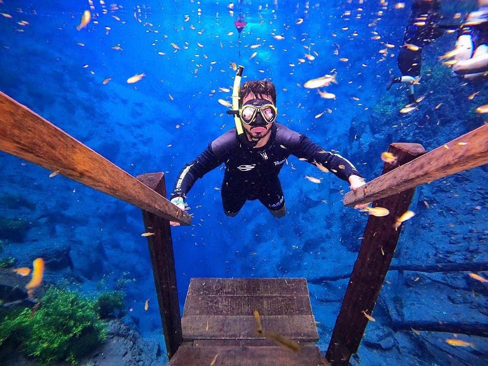 Those fish have absolutely no fear of visitors. A snorkeler in a wetsuit and yellow mask descends a wooden staircase into the electric-blue waters of a crystal-clear river on a Pantanal Bonito tour, surrounded by dozens of small golden fish