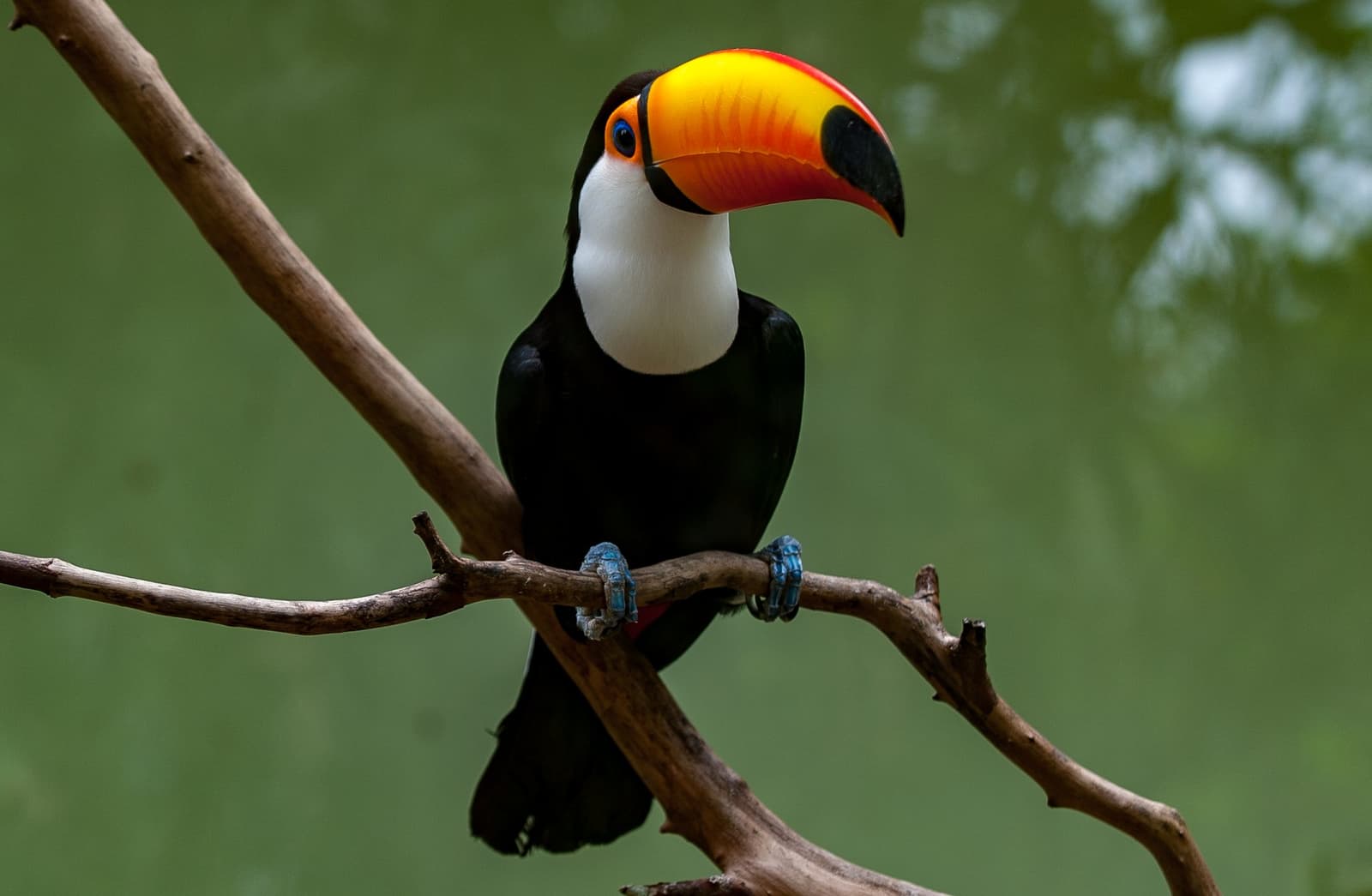 That bill isn't subtle, and the toucan knows it. A toco toucan with its vivid orange-and-yellow bill perched on a bare branch against a soft green background, spotted on a Pantanal Bonito tour