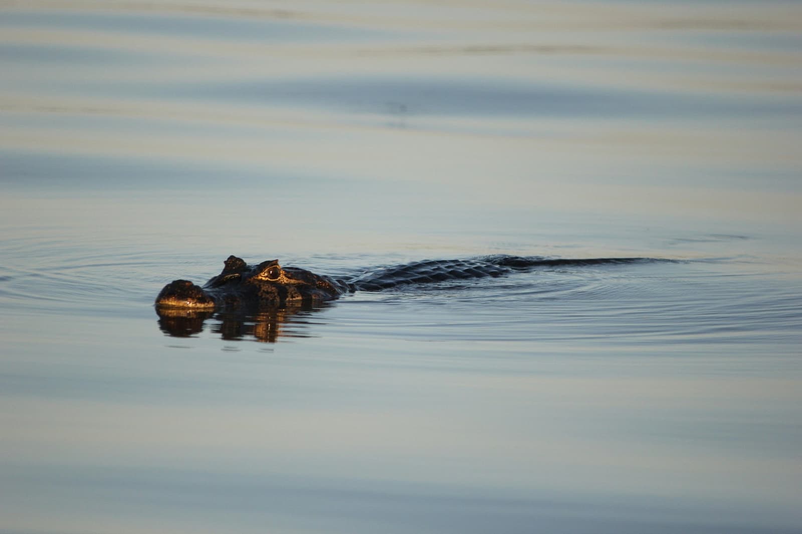 Patient, ancient, and completely unbothered by your boat. A caiman gliding silently at the water's surface during a pantanal jaguar budget safari, only its head and back visible above the calm, mirror-like river