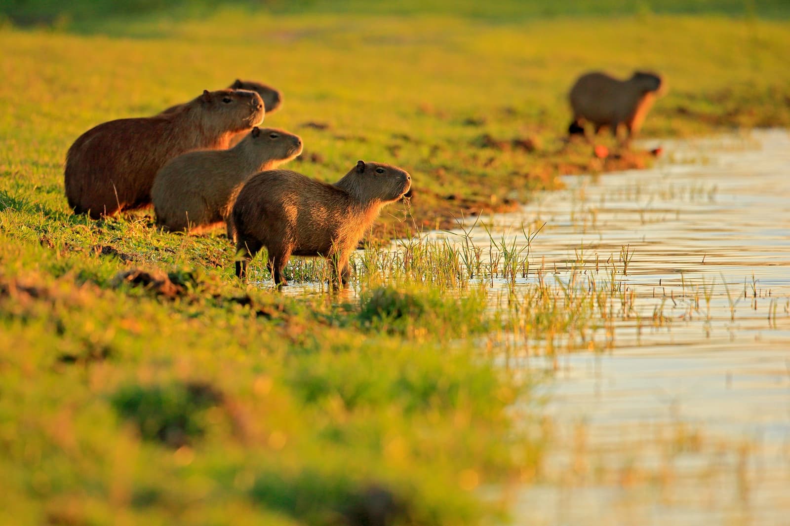The world's largest rodent, and they know it, completely unbothered at the water's edge. A group of capybaras grazing and wading along a shallow wetland edge bathed in warm golden-hour light, a common wildlife sighting on a pantanal jaguar budget safari
