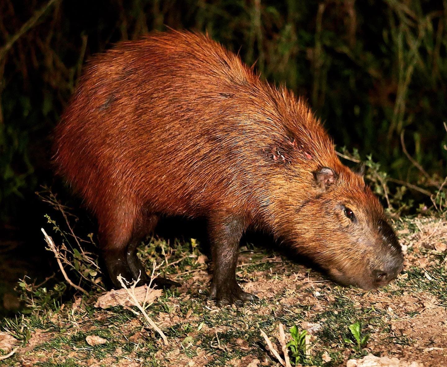 The world's largest rodent, unbothered and on the clock after dark. A capybara forages along a dark riverbank at night during a pantanal jaguar budget safari, its reddish-brown coat lit by a spotlight against dense vegetation