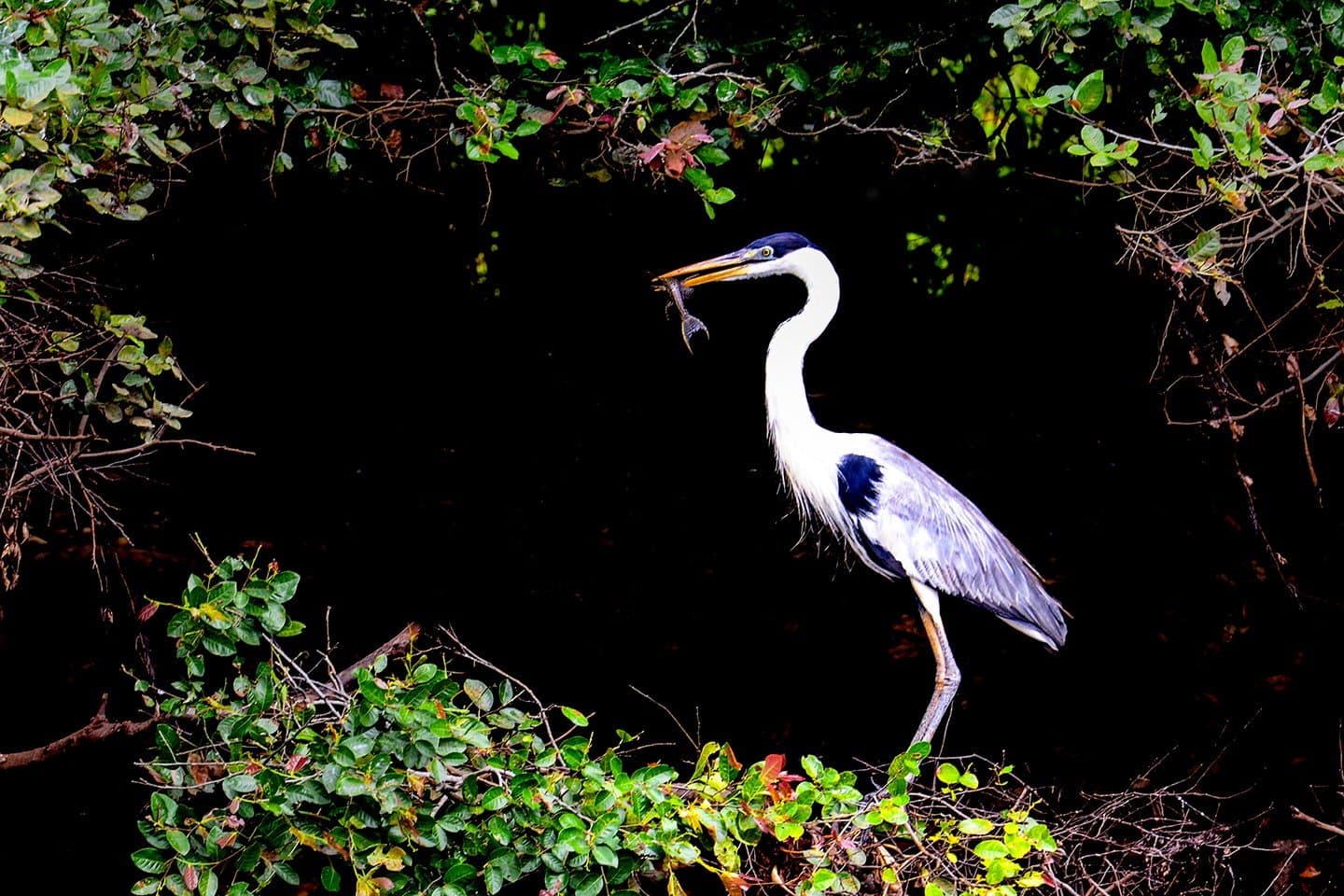 Lunch sorted. No hesitation, no sharing. A cocoi heron stands on riverbank vegetation holding a freshly caught fish in its beak, framed by dark tropical foliage on a pantanal jaguar budget safari