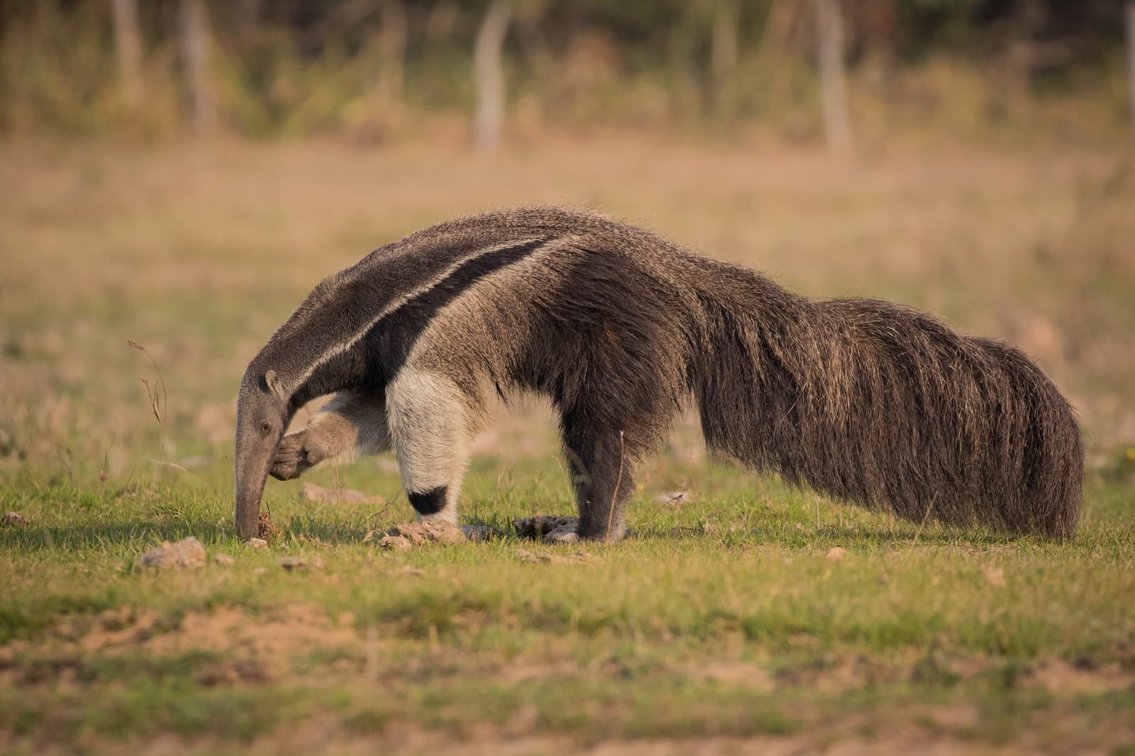 All business, nose down, not a thought for the camera. A giant anteater probing the ground with its long snout in open grassland savanna habitat on a pantanal jaguar budget safari