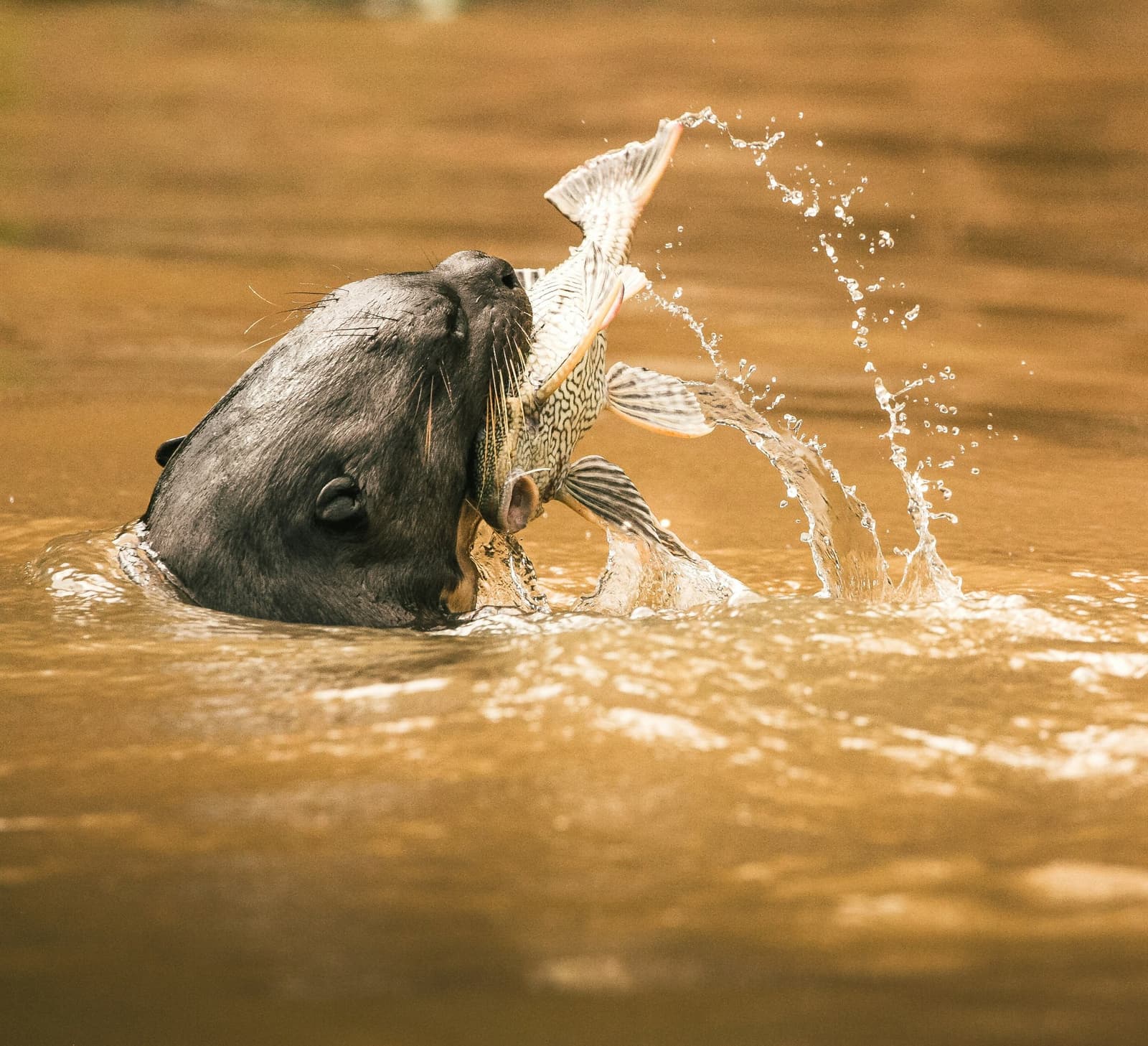 Lunch, secured. The otter had other plans for that fish. A giant otter surfaces in murky brown water gripping a large patterned fish in its jaws during a pantanal jaguar budget safari boat excursion