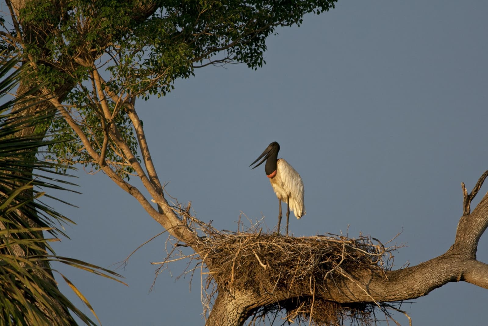 Home is a pile of sticks forty feet up, and the jabiru owns it. A jabiru stork stands alert on a large stick nest high in a tree, its black head and red throat band vivid against a clear blue sky â a classic sighting on a pantanal jaguar budget safari