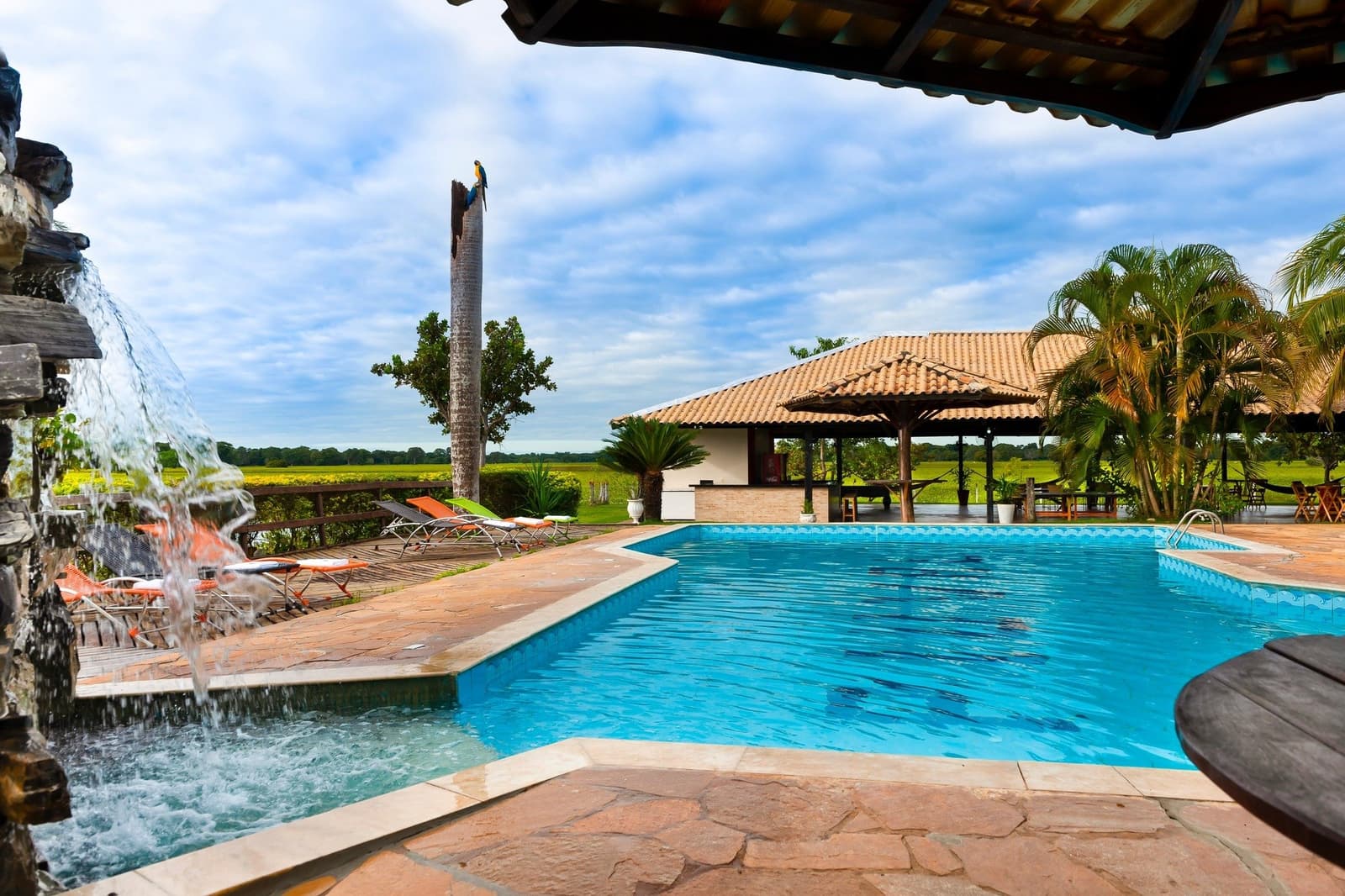 After a morning tracking jaguars, this pool earns every degree of cold. Outdoor swimming pool with a waterfall feature at a Pantanal jaguar budget safari lodge, sun loungers on the deck, a blue-and-yellow macaw perched on a tall palm trunk, and open wetland views stretching to the horizon