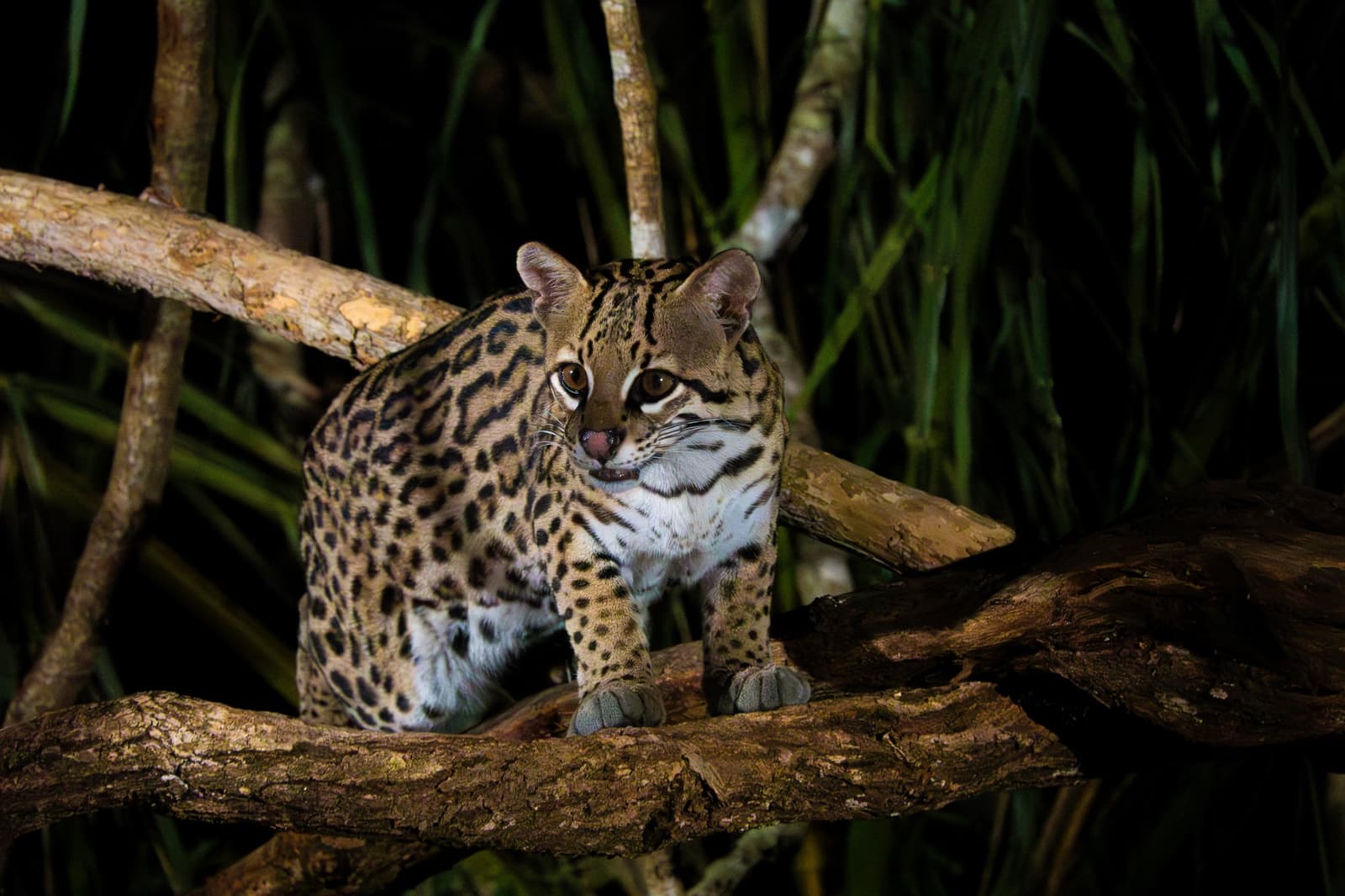 Small cat, big attitude, the ocelot owns the night shift. An ocelot crouches alert on a tangle of tree branches at night, its bold rosette-and-stripe coat vivid under a spotlight â a rare nocturnal sighting on a pantanal jaguar budget safari