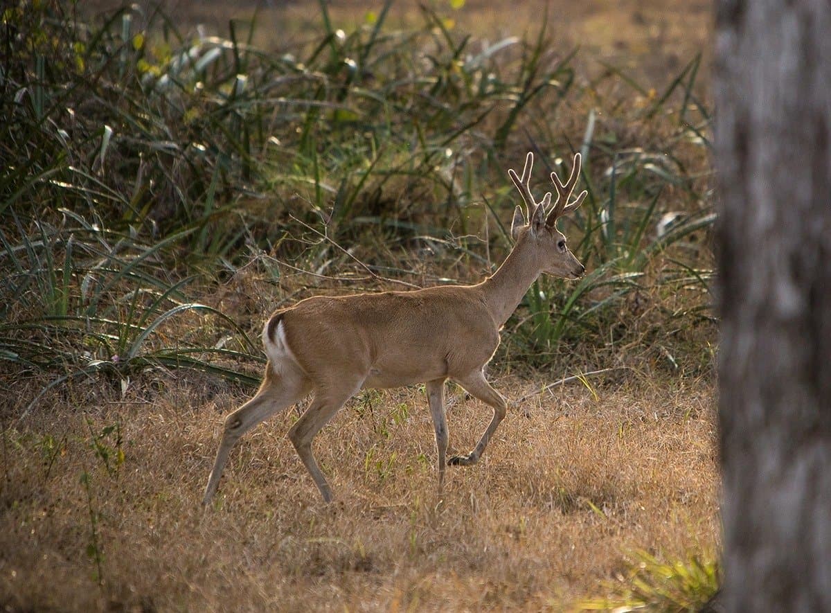 Unhurried, unbothered, and entirely on his own schedule. A male deer with velvet antlers trotting through dry golden grassland on a pantanal jaguar budget safari, with dense green shrubs in the background