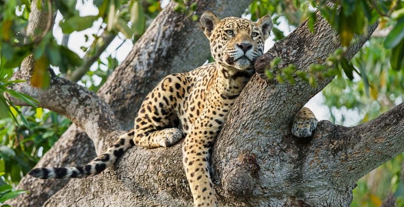 Pantanal Jaguar Budget Safari Pantanal Jaguar Budget Safari