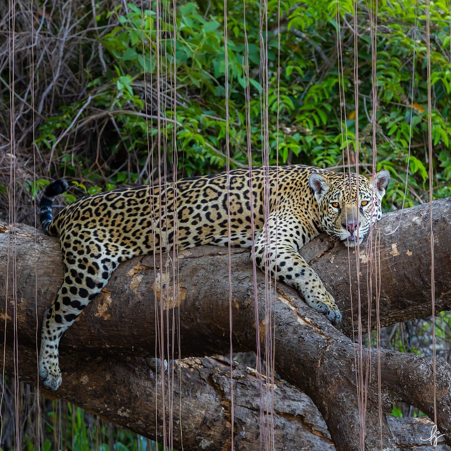 Completely unbothered, on his terms, on his logs. A jaguar resting draped across thick fallen logs, its golden spotted coat vivid against hanging aerial roots and lush green riverside foliage â a striking pantanal jaguar budget safari sighting