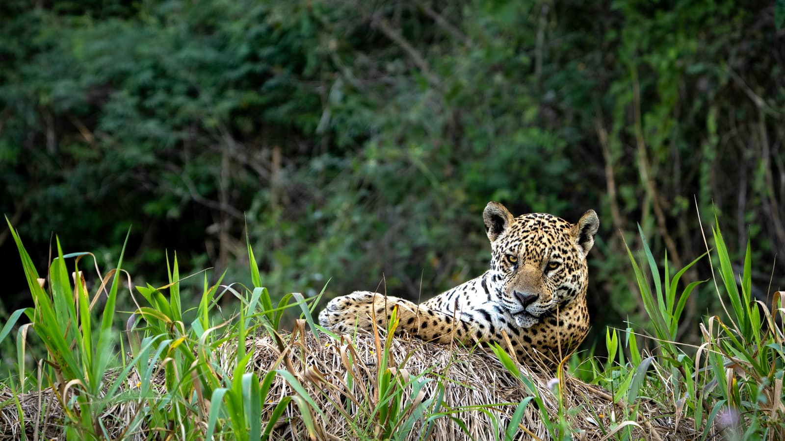On its own terms, on its own schedule, the Pantanal's top predator at ease. A jaguar resting on a grassy mound and gazing directly at the camera during a pantanal jaguar budget safari, dense green vegetation behind