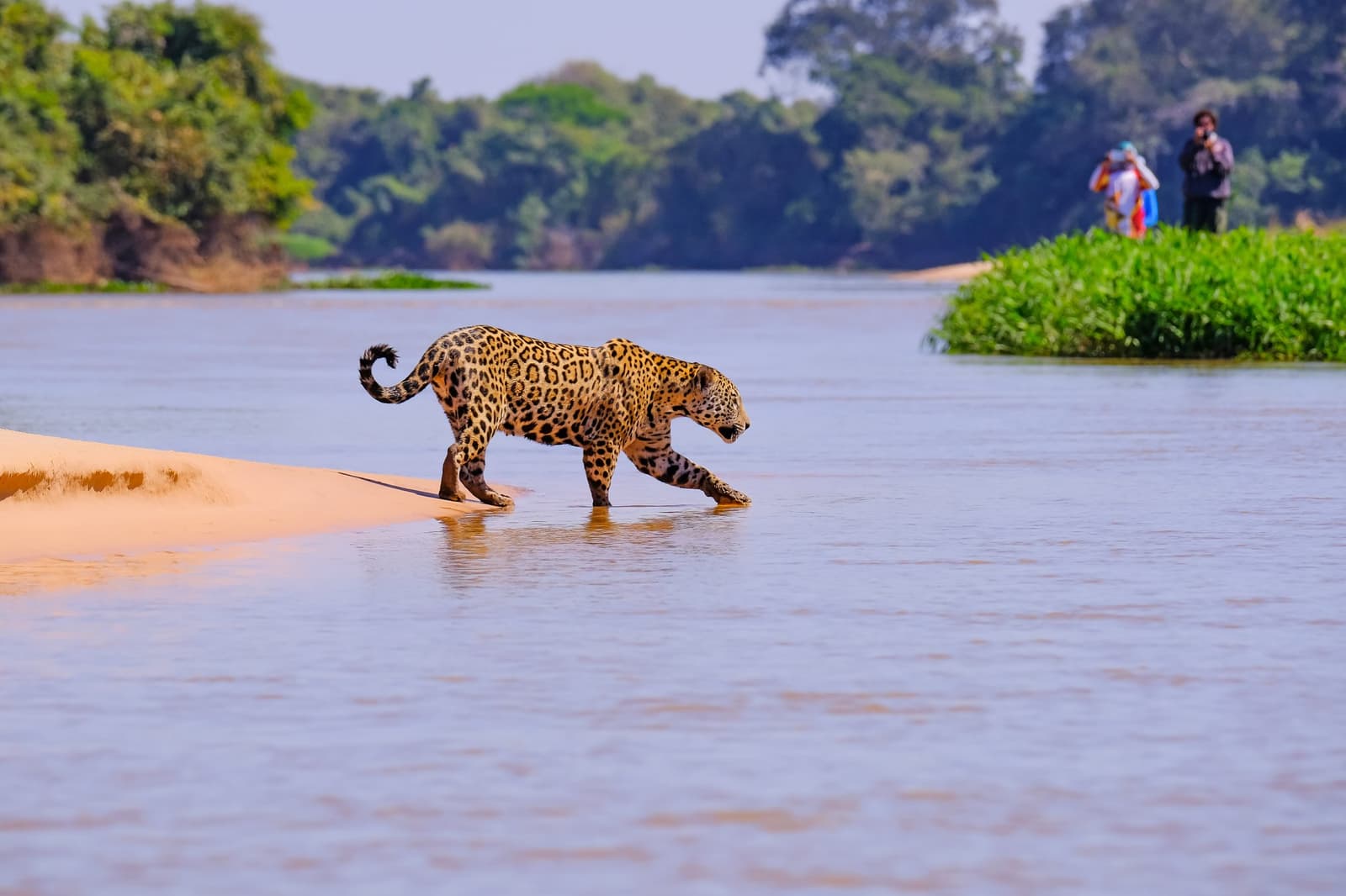 Close enough to hear the water drip, and the shutter click. A jaguar stepping from a sandy riverbank into shallow water during a pantanal jaguar budget safari, with wildlife photographers visible in the background