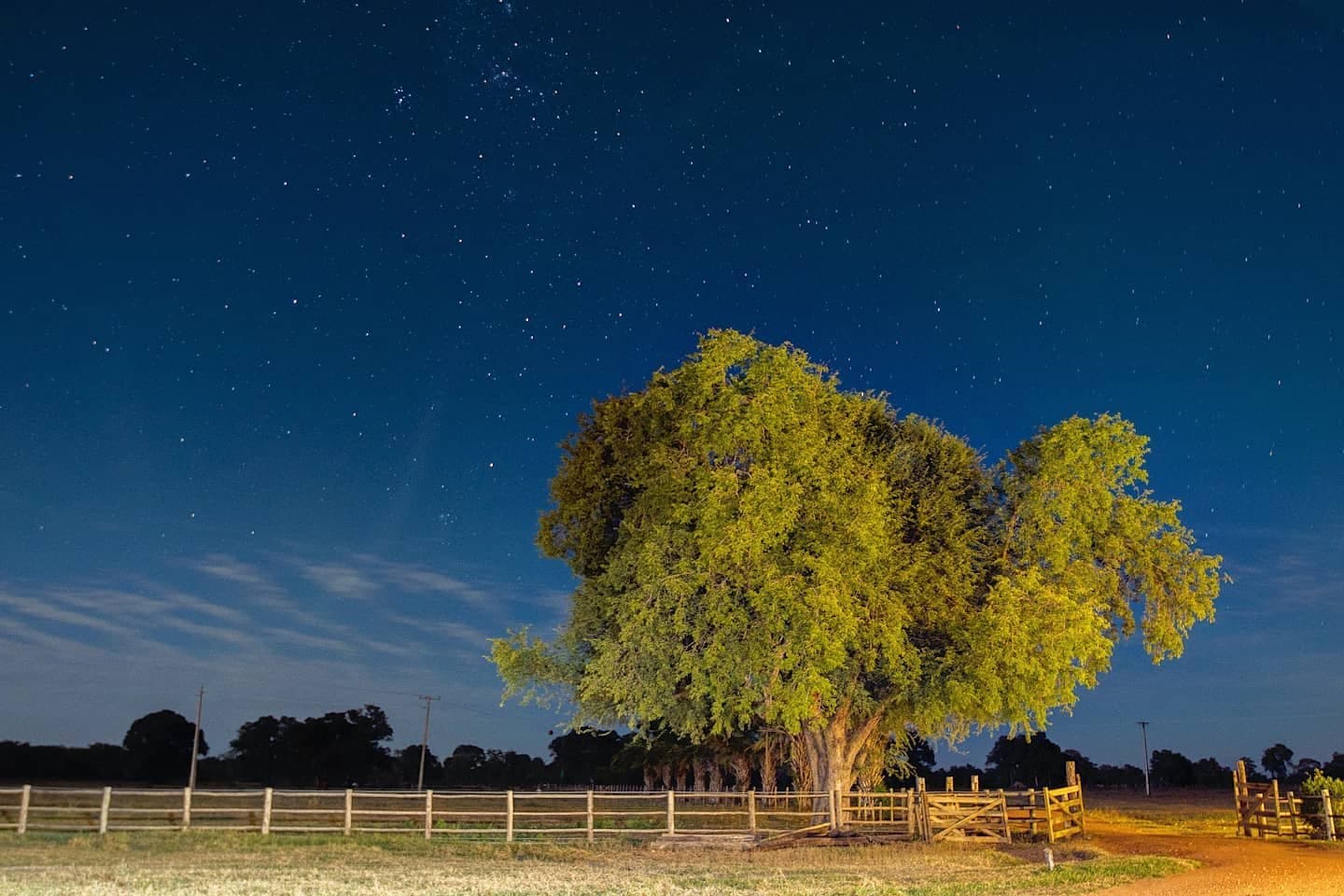 Out here, the stars don't need a telescope to impress. A large leafy tree glows under a brilliant starry sky above a wooden ranch fence on a pantanal jaguar budget safari