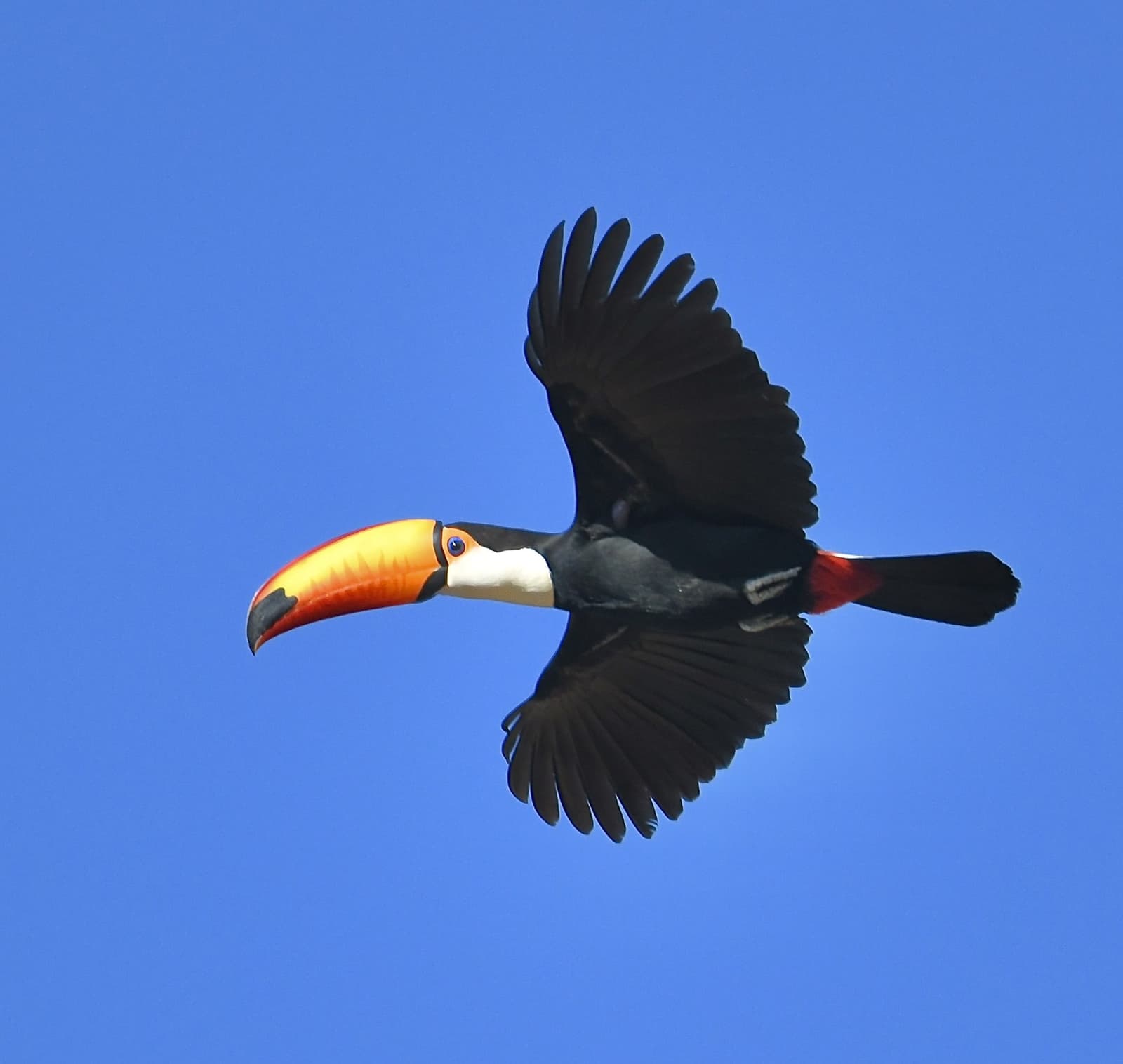 That bill was not designed for subtlety, and the toucan knows it. A toco toucan with its vivid orange-yellow bill soars across a clear blue sky on a pantanal jaguar budget safari