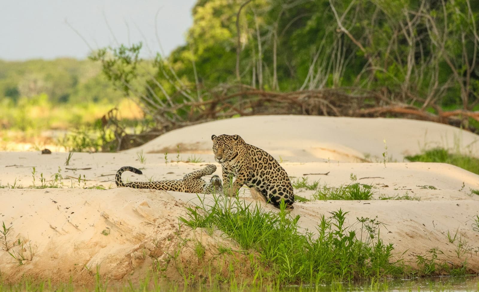 Two big cats, one sandbank, and a lot of negotiation happening. Two jaguars playing and wrestling on a white sand riverbank during a pantanal jaguar budget safari, with dense green riverside vegetation in the background