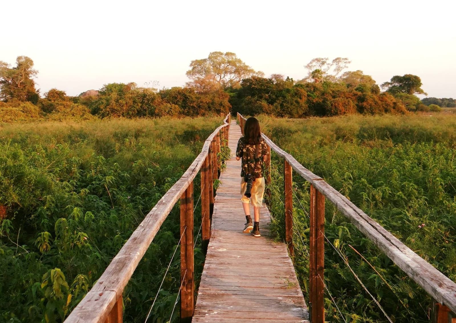 That long walk into the wetlands, when the light turns everything gold. A visitor with a camera walks along a rustic wooden boardwalk stretching through lush wetland vegetation on a pantanal jaguar budget safari