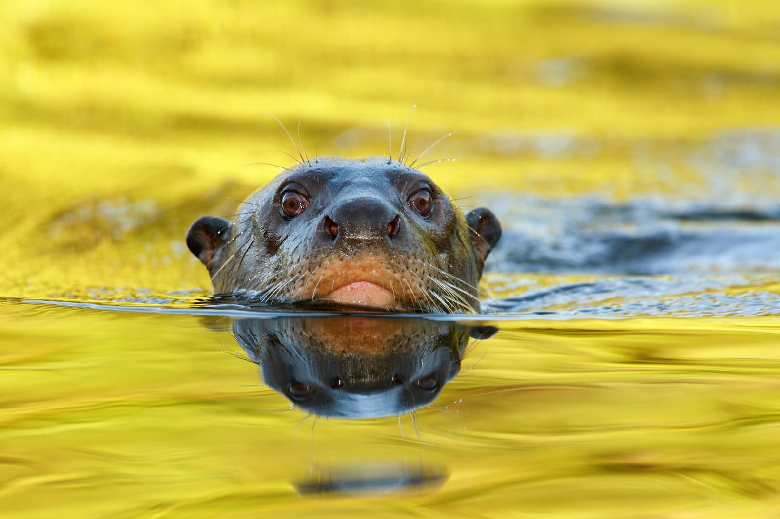 Eye contact with an animal that absolutely did not blink first. A giant otter peers directly at the camera, its whiskered face half-submerged in golden-lit water on a pantanal wildlife safari