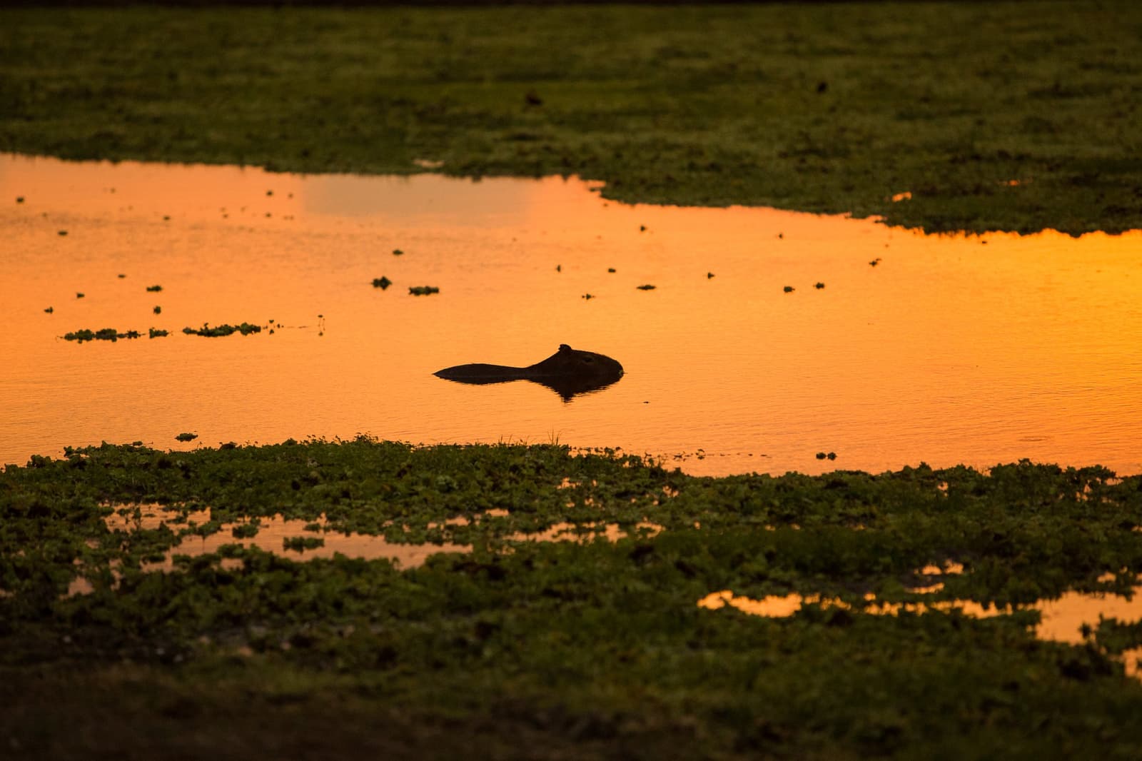 End of day, and the world's largest rodent has absolutely no complaints. A capybara silhouetted against a glowing amber sunset reflection on a flooded wetland during a pantanal jaguar safari porto jofre expedition