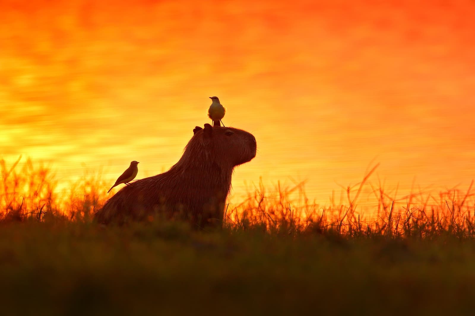 The capybara: unbothered living legend, accepting passengers at dusk. A capybara silhouetted against a blazing orange sunset sky with two small birds perched on its back, resting in open grassland on a pantanal wildlife safari