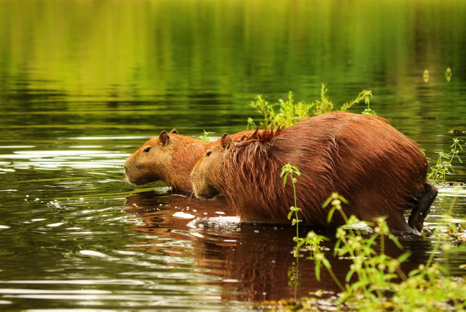 The world's largest rodents, completely unbothered by the schedule. Two capybaras wading side by side through shallow water on a pantanal jaguar safari porto jofre, their wet russet fur glistening against a lush green reflected backdrop