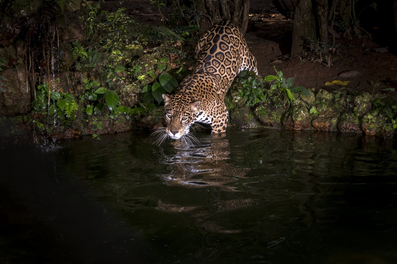 Fully committed, paw already in the water, this is the Pantanal on its own terms. A jaguar crouches and wades into a dark jungle waterway on a pantanal jaguar safari porto jofre, its spotted coat reflected in the still water