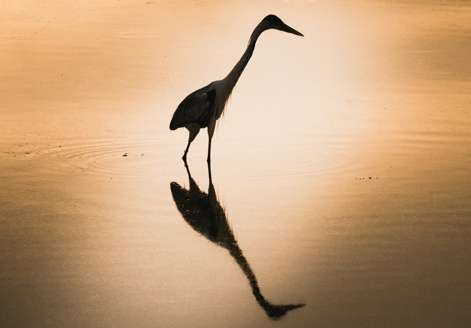 Still water, long legs, and the patience of a professional fisher. A large wading bird silhouetted against a golden sunset, its reflection mirrored perfectly on the still shallow water during a pantanal wildlife safari