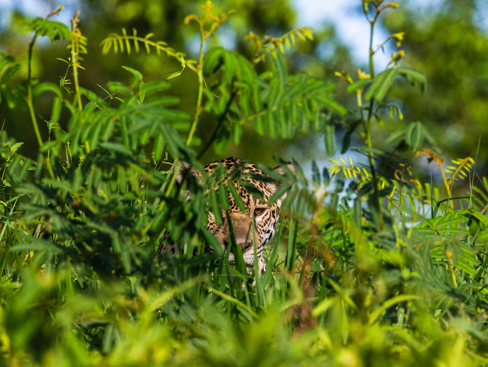 It was watching you long before you saw it. A jaguar peers through dense green riverbank vegetation on a pantanal jaguar safari porto jofre, its amber eye and spotted face barely visible between the leaves