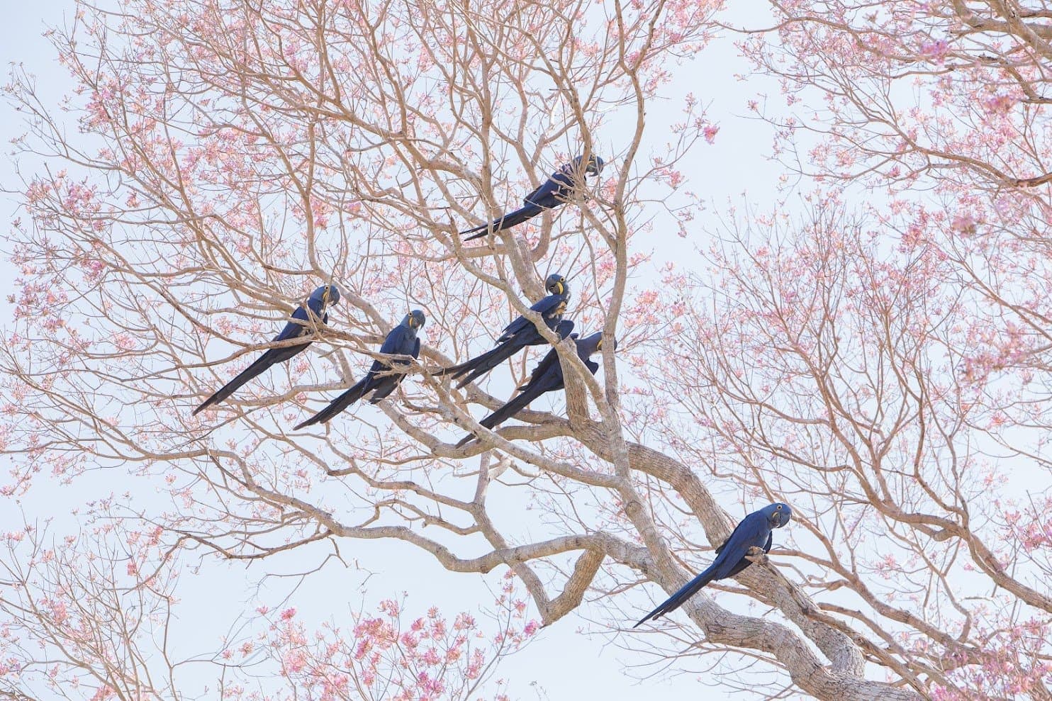 Six hyacinth macaws and one flowering tree. No further questions. A flock of hyacinth macaws perched across the pale branches of a flowering pink trumpet tree during a pantanal wildlife safari