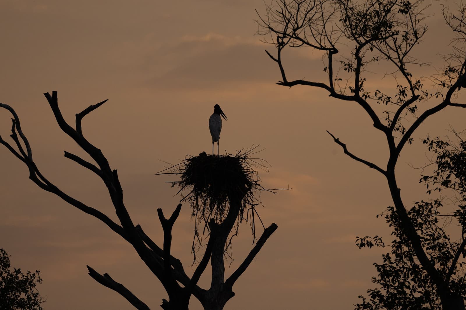 Home is a bare tree, a big nest, and the best seat for sunset. A large wading bird stands on its stick nest atop a bare dead tree, silhouetted against a warm amber sunset sky during a pantanal jaguar safari porto jofre expedition