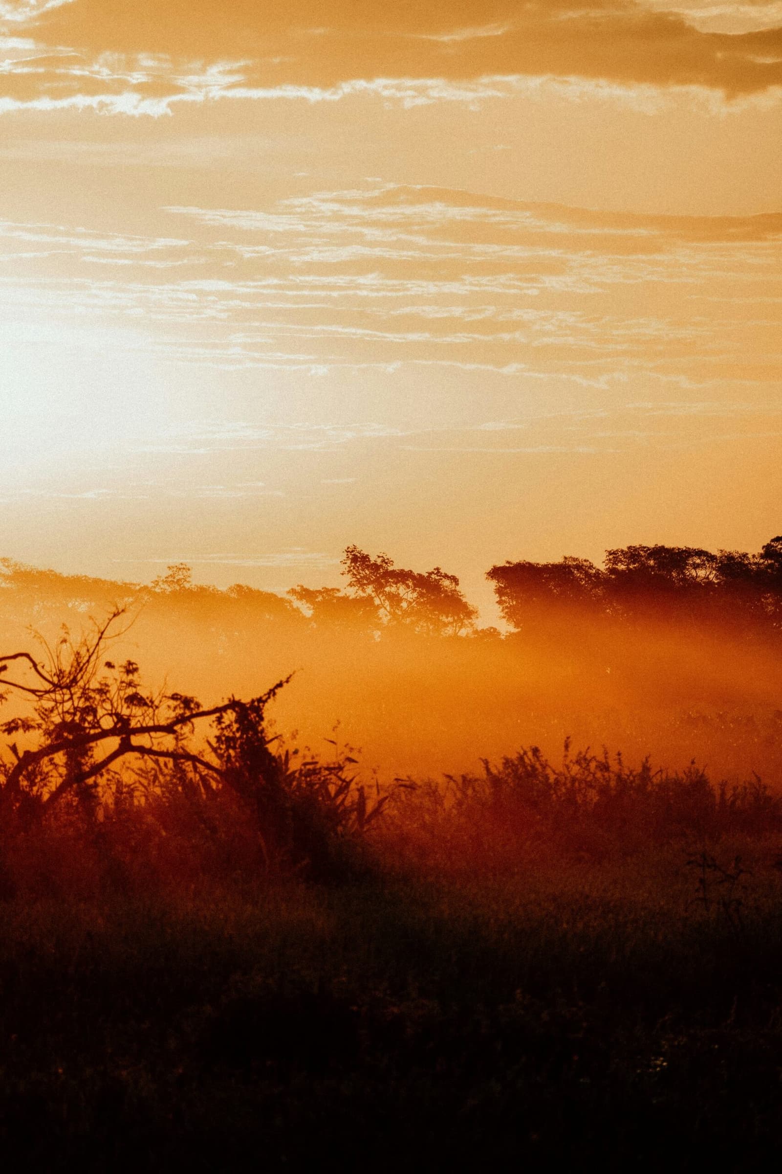 The Pantanal at dawn, before the heat reminds you who's in charge. A golden-orange mist rolls over silhouetted trees and low scrub vegetation at sunrise on a pantanal jaguar safari porto jofre landscape
