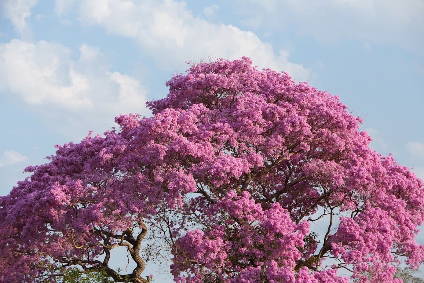 The Pantanal has a flair for the dramatic, even in its trees. A massive pink-flowering tree in full bloom against a blue sky, seen along the pantanal jaguar safari porto jofre route