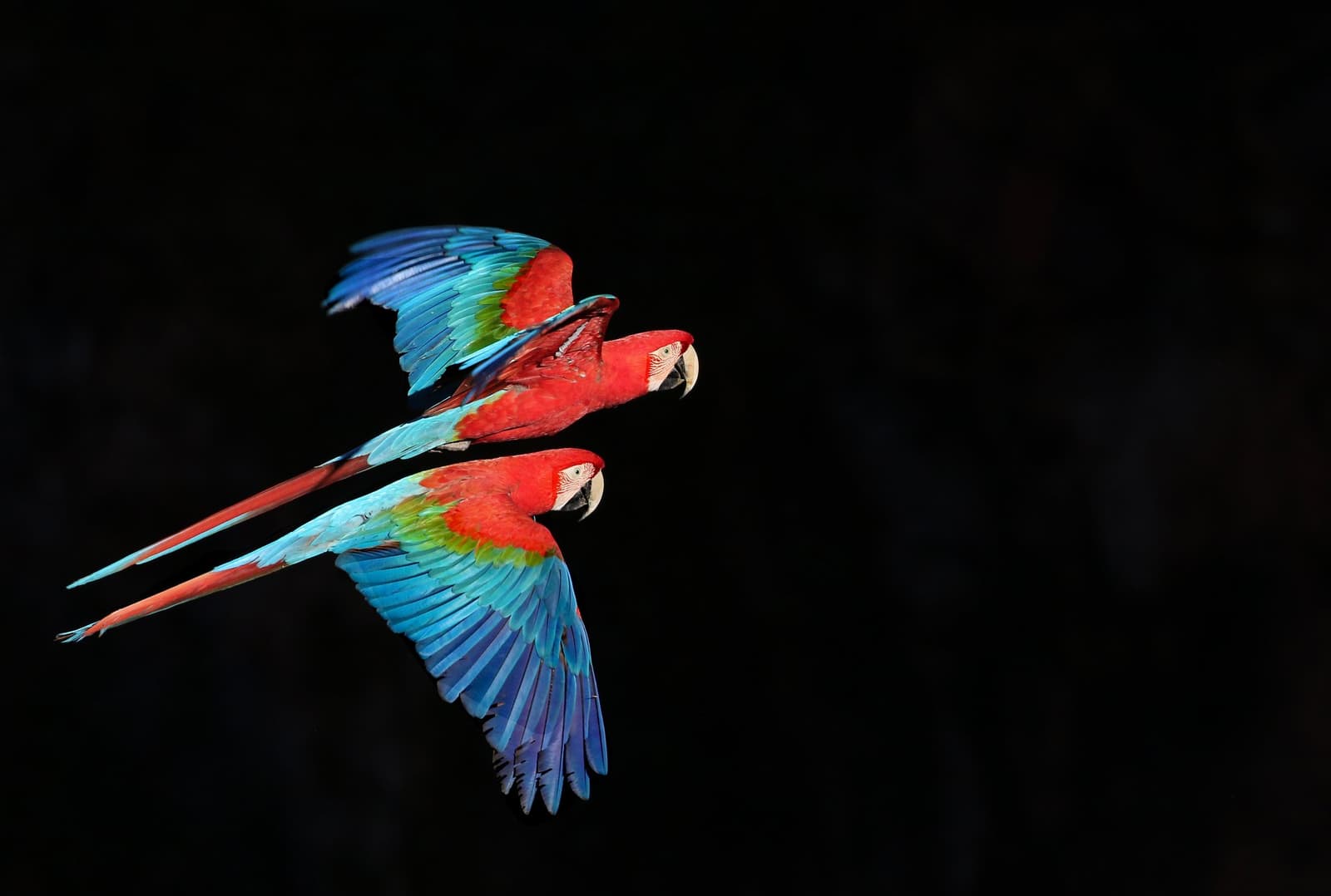 These two fly together like they've been doing it their whole lives. Two red-and-green macaws in full flight against a dark background, their vivid crimson, green, and blue wing feathers spread wide — a brilliant wildlife encounter on a pantanal jaguar safari porto jofre expedition