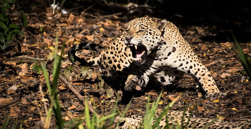 Pantanal Jaguar Safari in Porto Jofre, Cuiabá – Brazil Pantanal Jaguar Safari in Porto Jofre, Cuiabá – Brazil