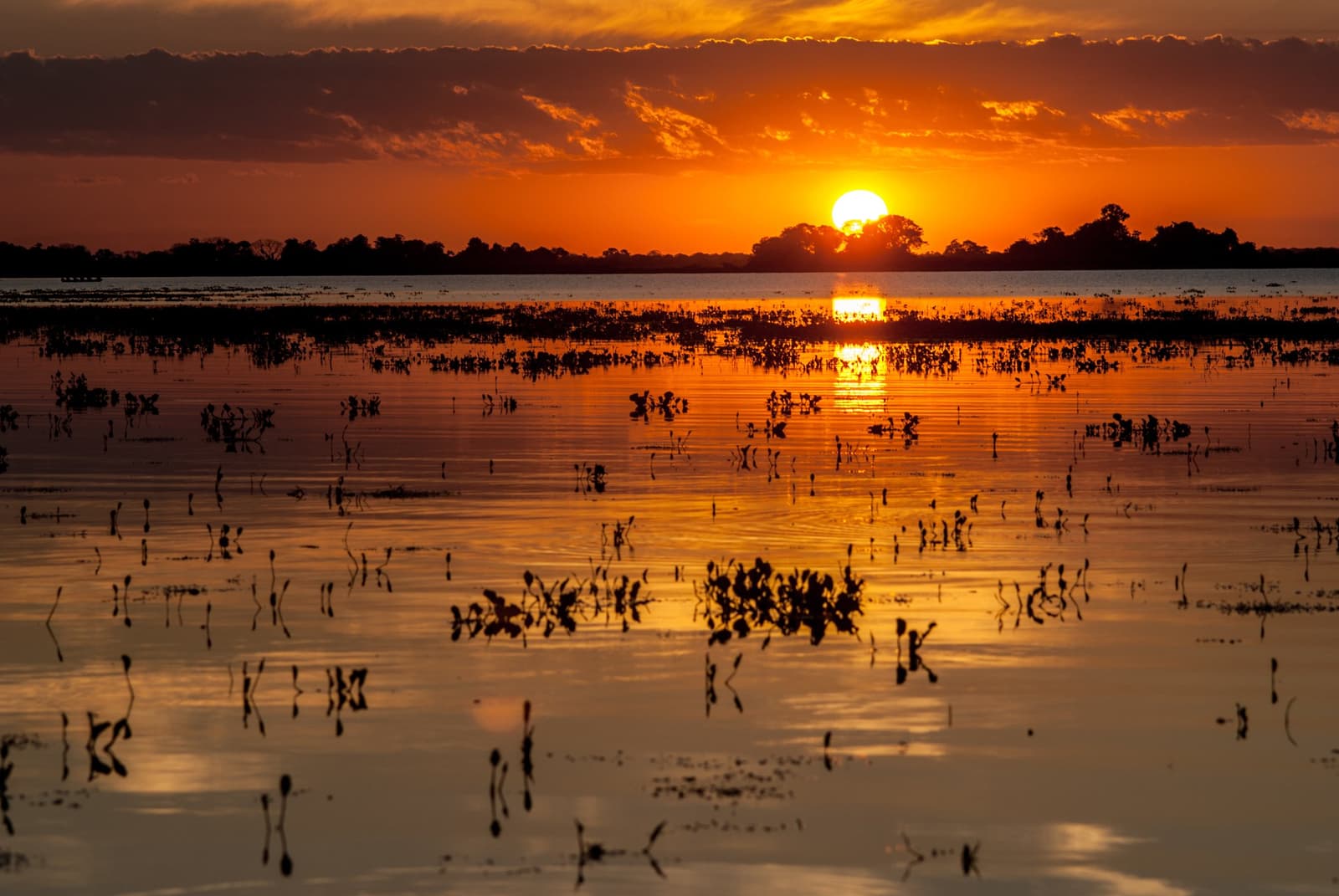 The Pantanal clocks out in style every single evening. Fiery orange sunset reflecting across a vast flooded wetland, silhouetted aquatic vegetation and a distant treeline visible on the horizon — the raw, open landscape of a pantanal jaguar safari porto jofre expedition