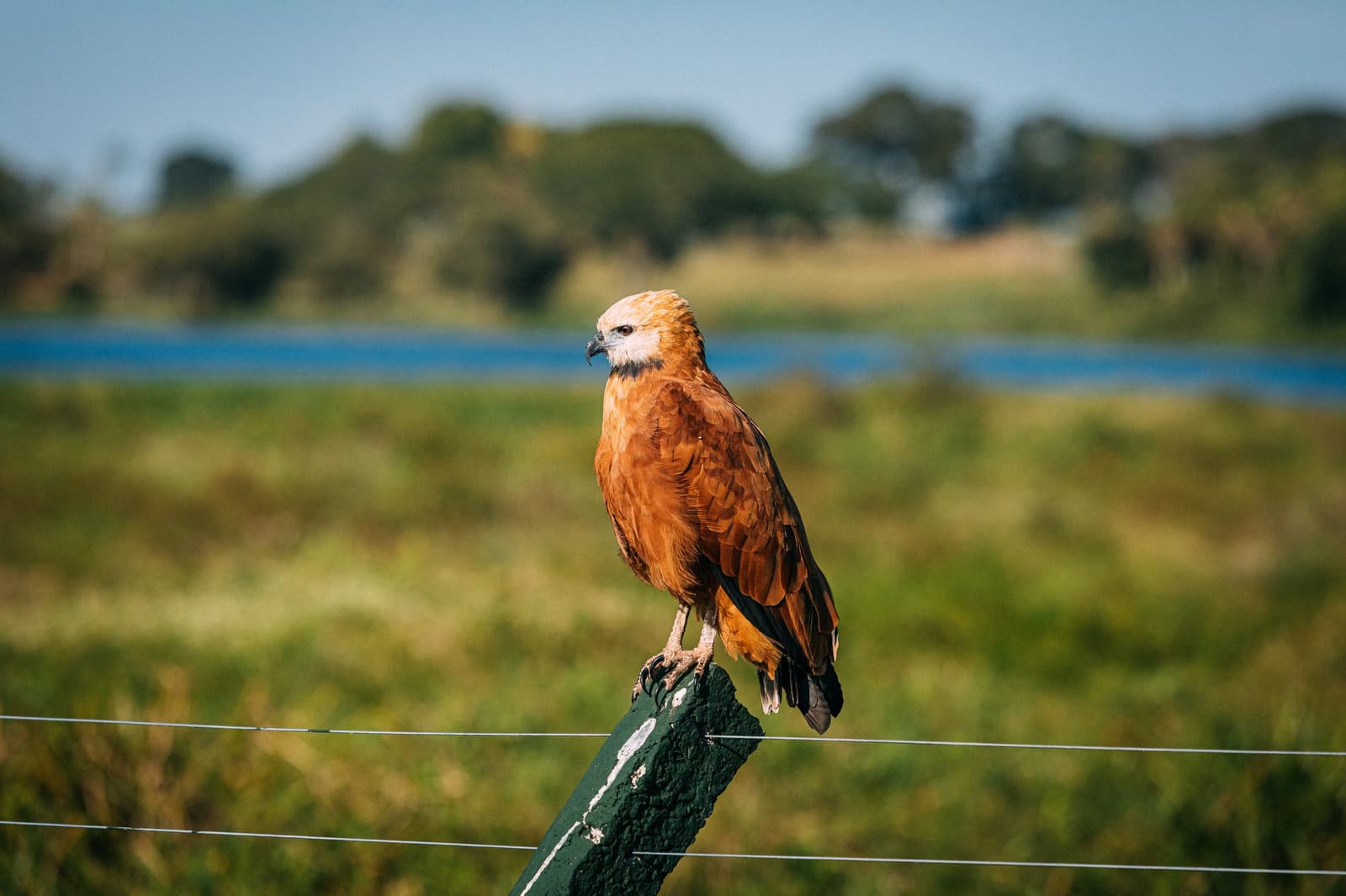The fence post is his throne, and he knows it. A black-collared hawk with rich rufous plumage and a pale head perches on a green fence post during a pantanal luxury safari, with flooded wetland grassland glowing behind it
