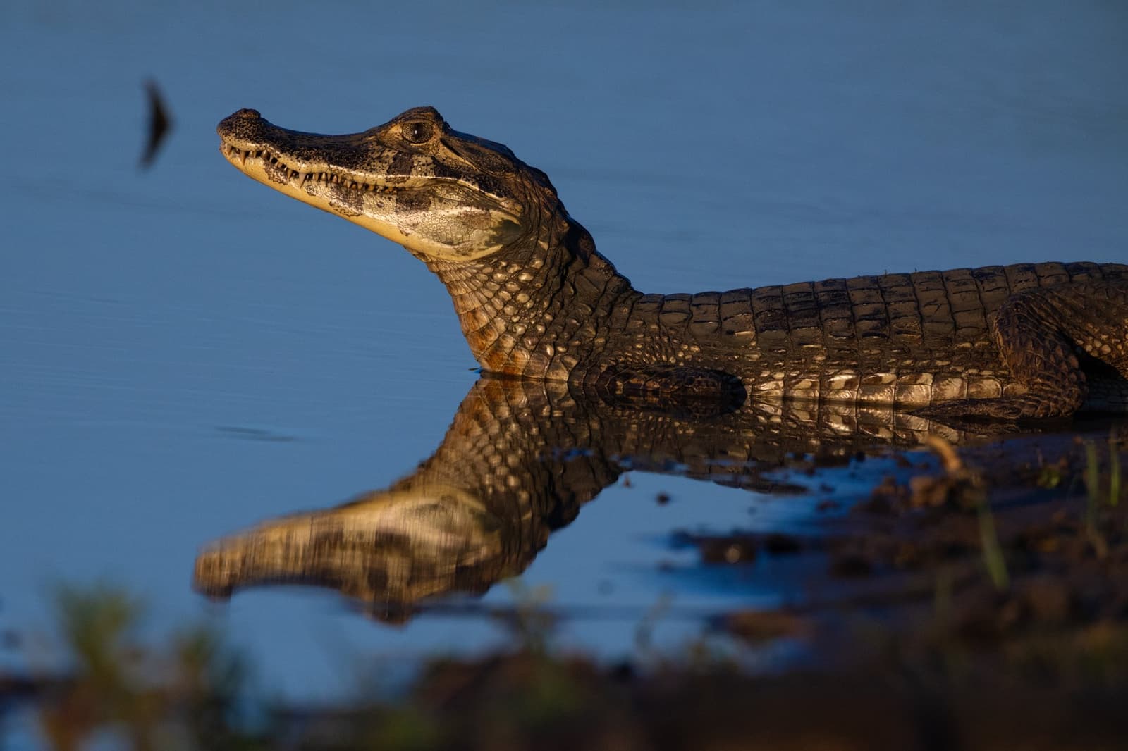 Patience is a caiman's superpower, and the Pantanal its favourite stage. A young caiman rests at the water's edge on a pantanal luxury safari, its textured scales and pale throat reflected in the still blue water below