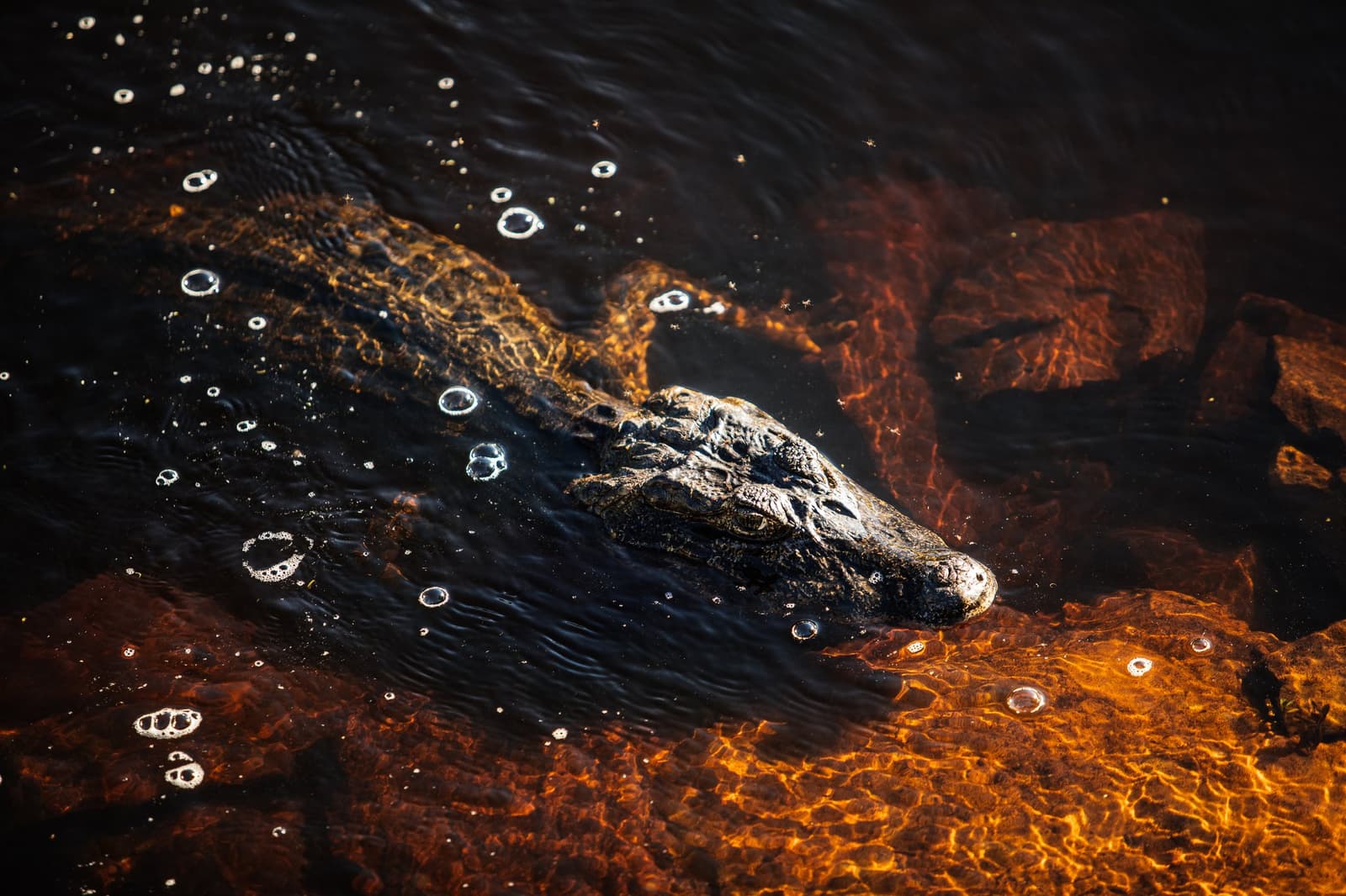 Patient, still, and very much paying attention. A caiman gliding just beneath the surface of dark tannin-rich water during a pantanal luxury safari, its scaly back and snout catching warm amber light amid rising bubbles