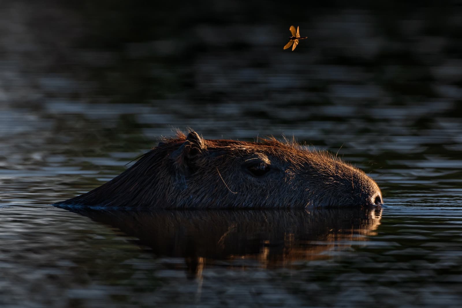 The Pantanal's most relaxed resident, unbothered by a dragonfly's visit. A capybara almost fully submerged in dark water during a pantanal luxury safari, its head glowing in warm backlight while a golden dragonfly hovers above