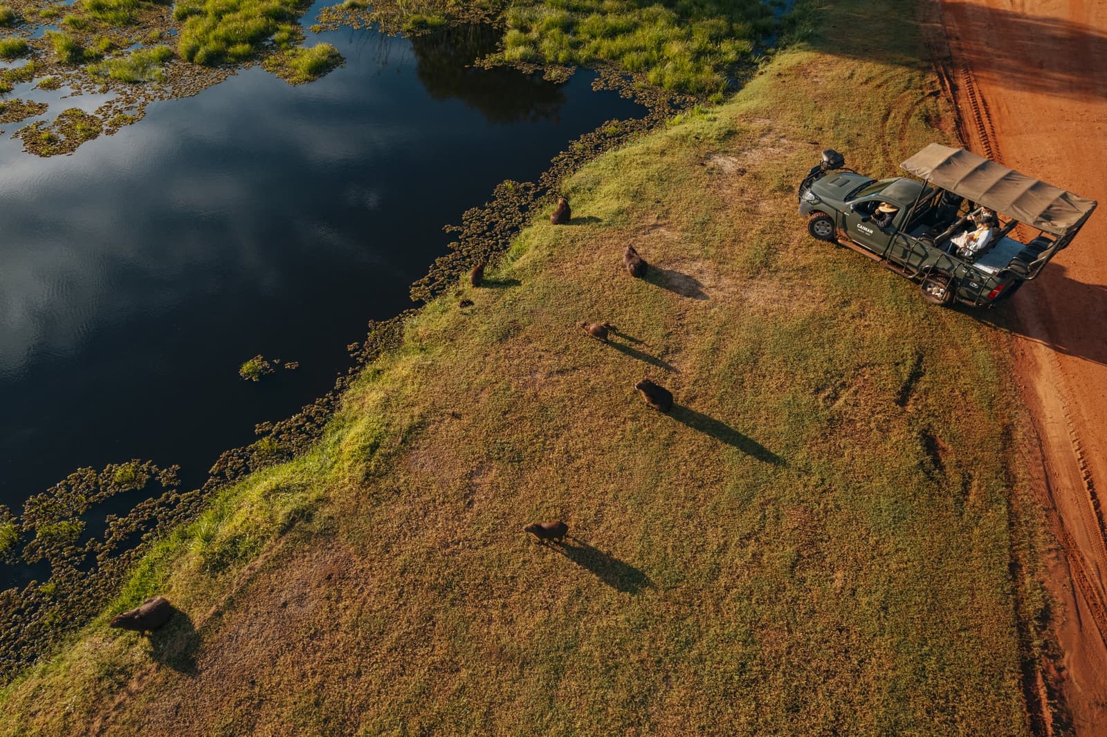 From up here, the capybaras couldn't care less about the jeep. Aerial view of a pantanal luxury safari vehicle parked beside a lagoon as a group of capybaras grazes along the grassy bank at golden hour