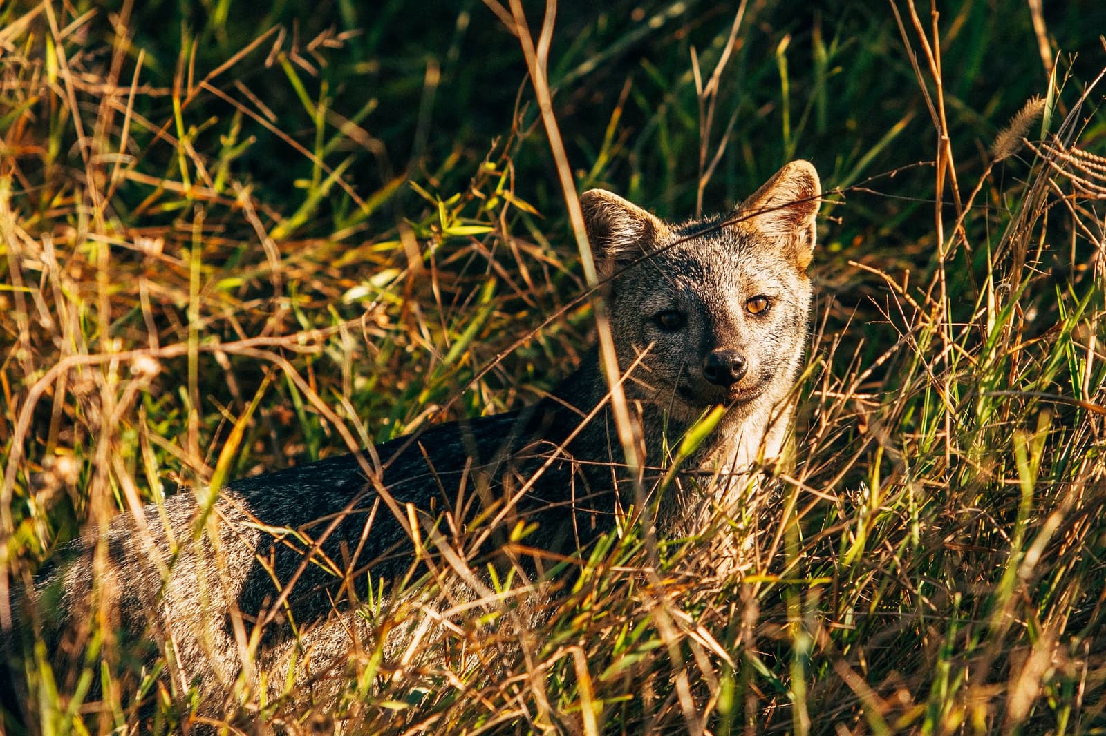 Caught mid-rest, and completely unbothered by your presence. A grey-and-tan canid rests low in golden savanna grass, gazing directly at the camera during a pantanal luxury safari