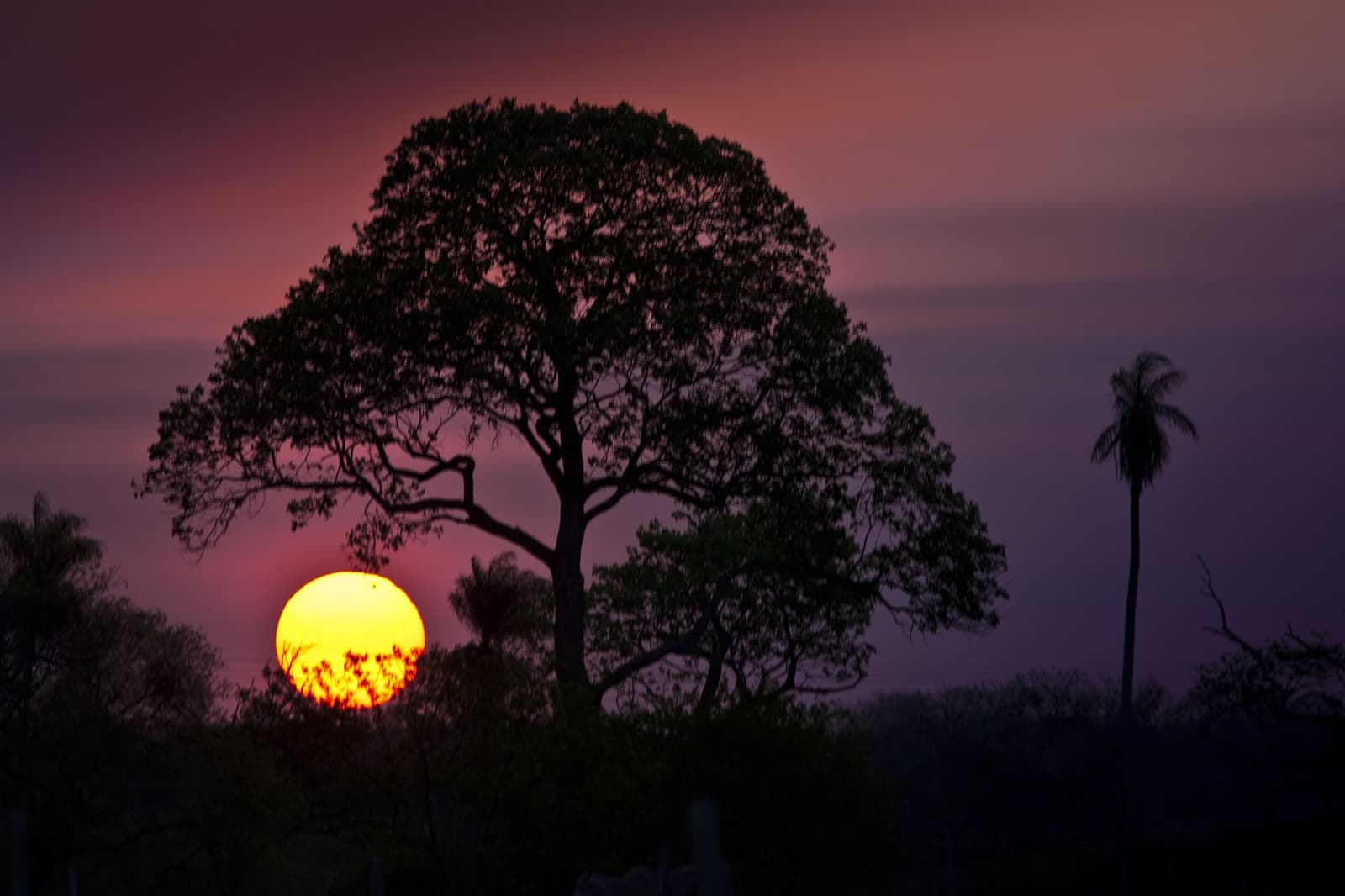 The Pantanal clocks out in style, every evening, without fail. A giant tree silhouetted against a blazing orange and violet sunset sky during a pantanal luxury safari, with a tall palm visible to the right