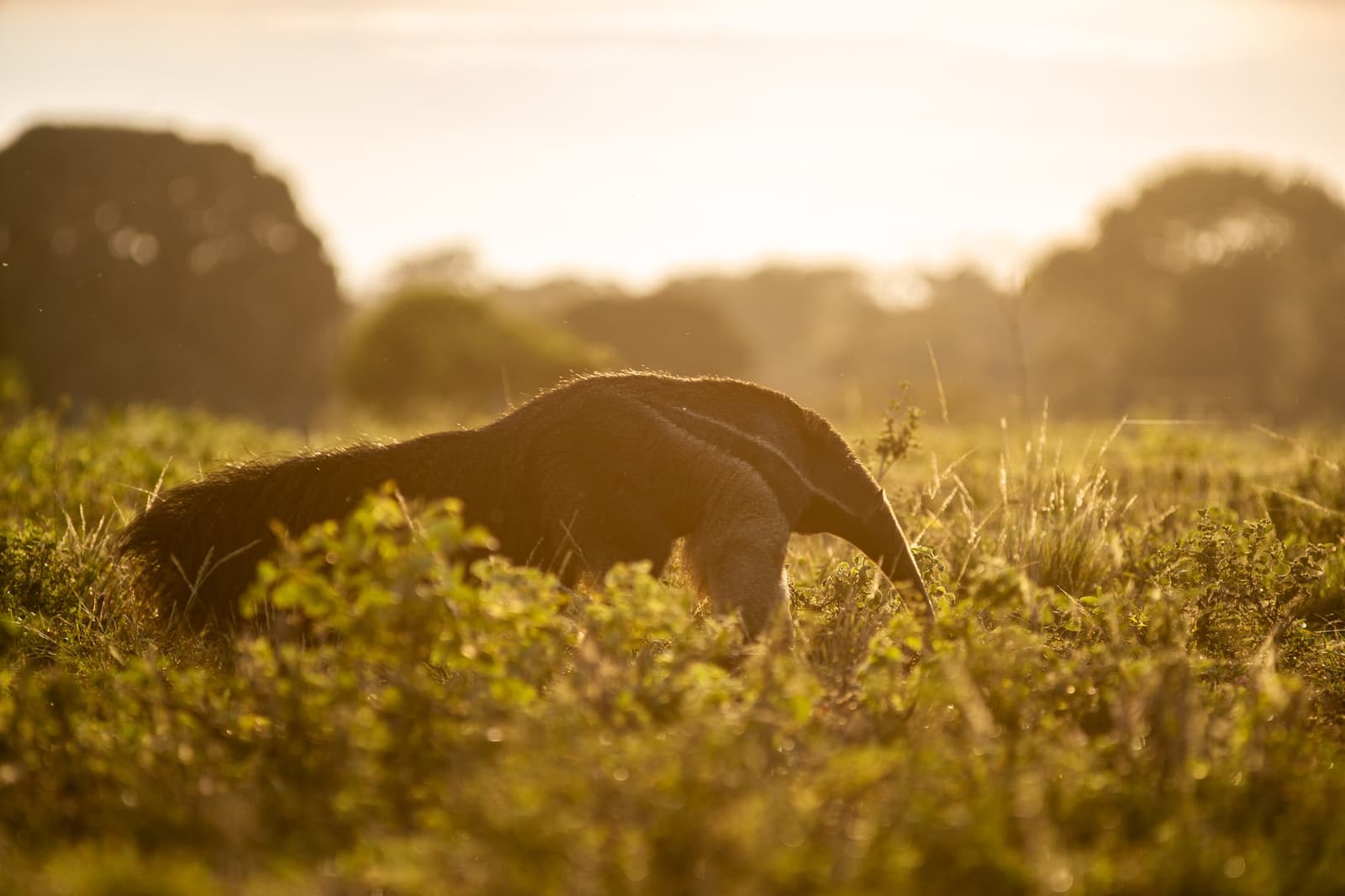 First light belongs to the anteater. It never checks the schedule. A giant anteater forages through low savanna vegetation bathed in warm golden dawn light during a pantanal luxury safari